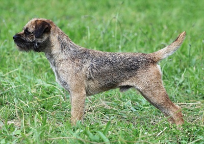 A One Fleret Brakemon