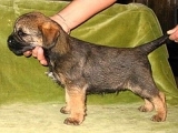 8 týdnů / 8 weeks old