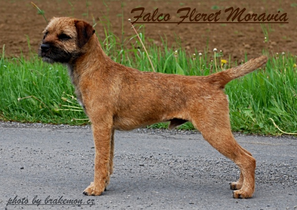 Falco Fleret Moravia