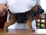 8 týdnů / 8 weeks old