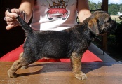 8 týdnů / 8 weeks old