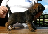 8 týdnů / 8 weeks old