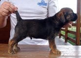 8 týdnů / 8 weeks old