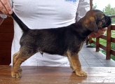 8 týdnů / 8 weeks old