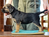 8 týdnů / 8 weeks old