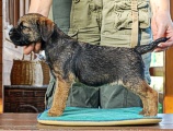 8 týdnů / 8 weeks old