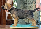 8 týdnů / 8 weeks old