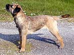 Arnakke For Ever Amber