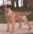 Irton Cognac